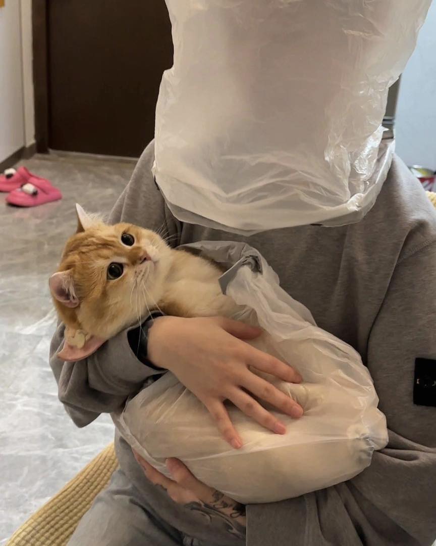 แพ้ขนแมว