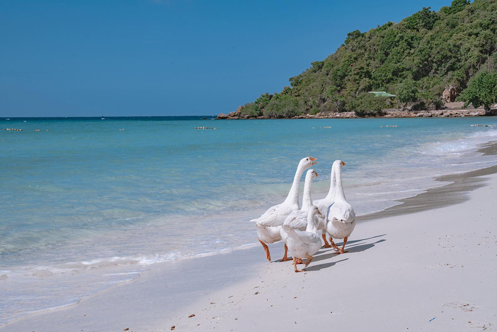 Tiennara Koh Larn Resort ที่พักเกาะล้าน