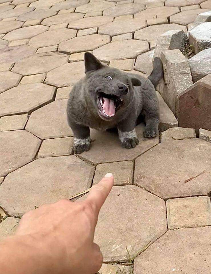 เจ้าสุย