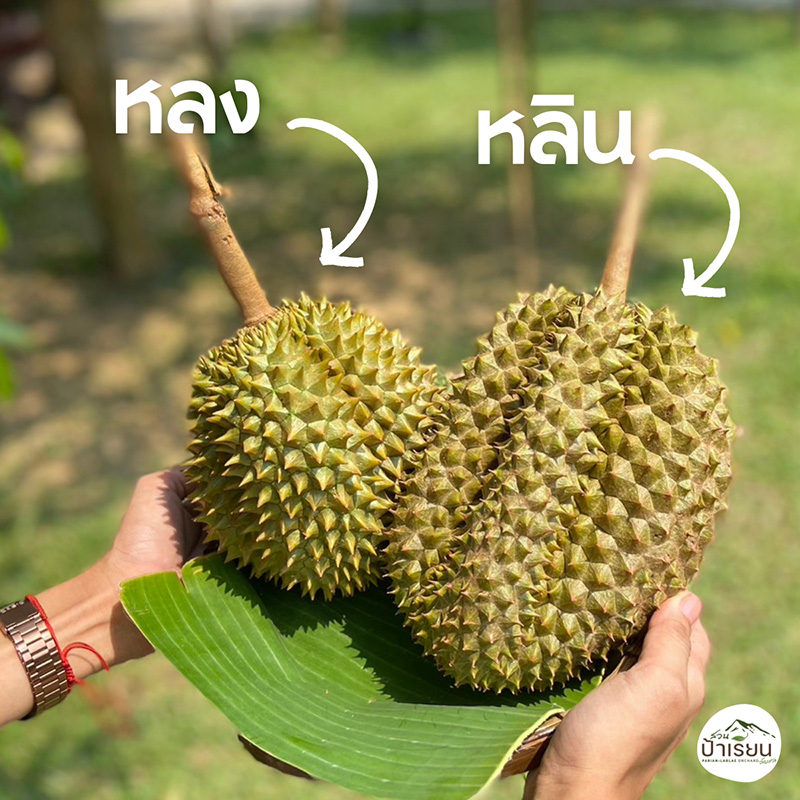 สวนทุเรียนหลงลับแล หลินลับแล