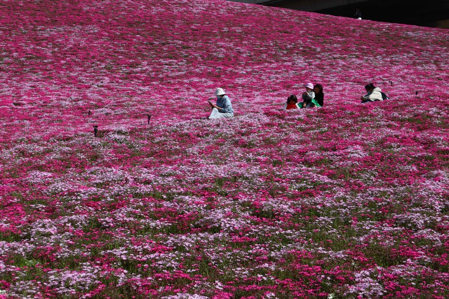 ทุ่งดอกไม้ริมทางในซานตง