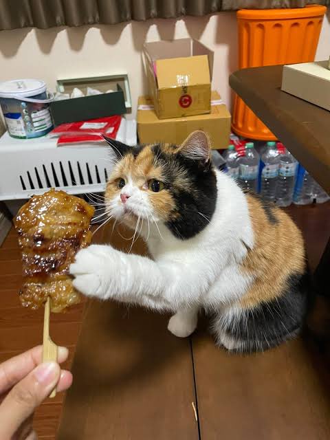 แมวหิว