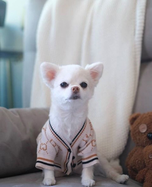 ร้านเสื้อผ้าสุนัข ชุดแมวน่ารัก ๆ