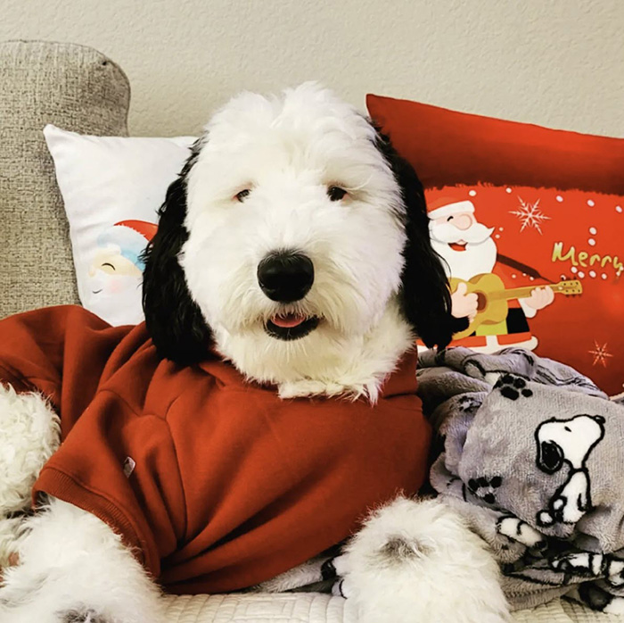 ไวรัล เบย์ลี่ย์ bayley.sheepadoodle น้องหมา สุดคิวต์ เหมือน สนูปี้ Snoopy