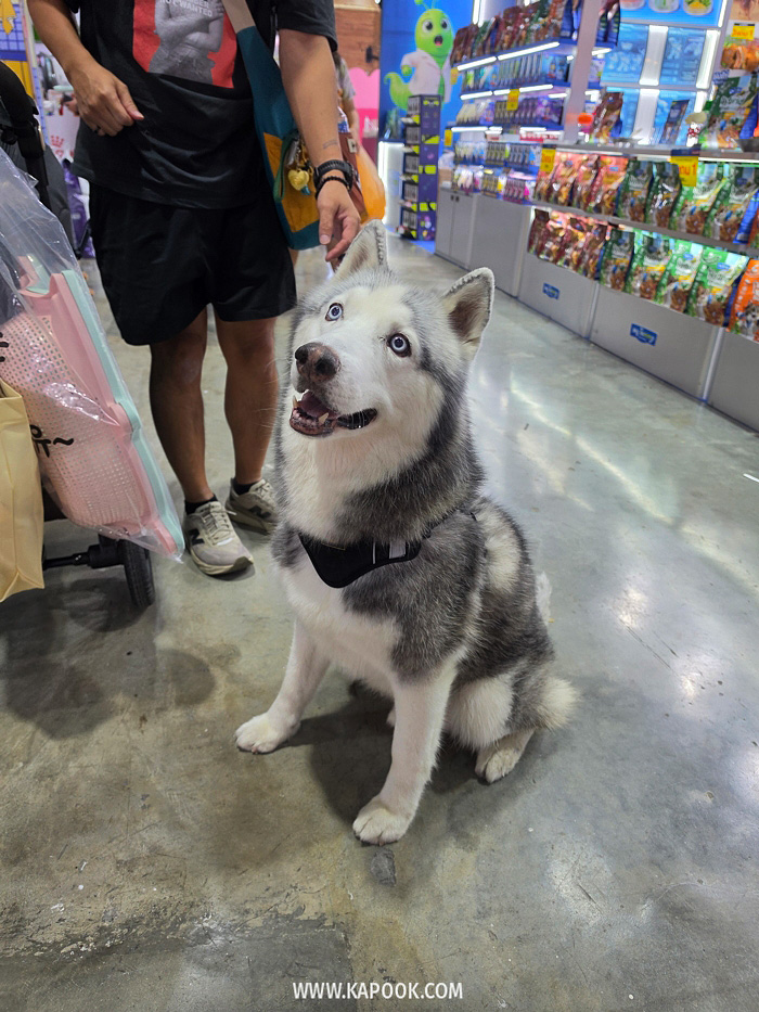 งาน Pet Expo Championship 2026