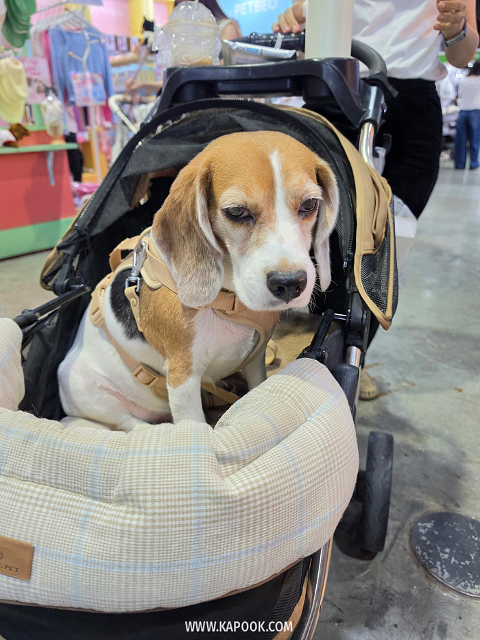 งาน Pet Expo Championship 2026