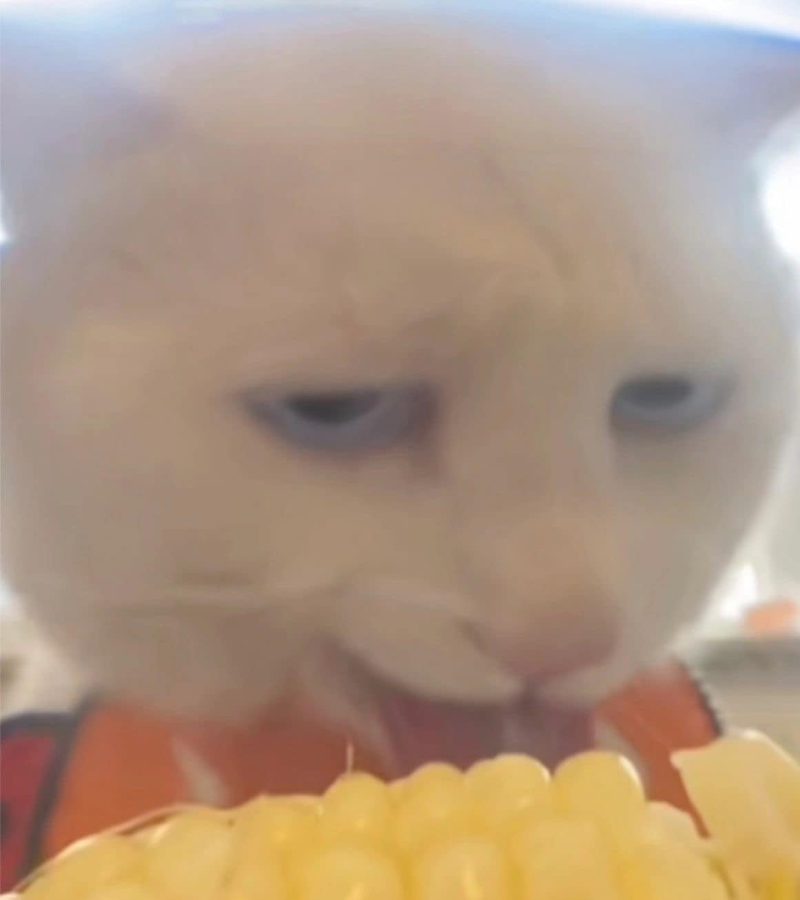 แมวกิน