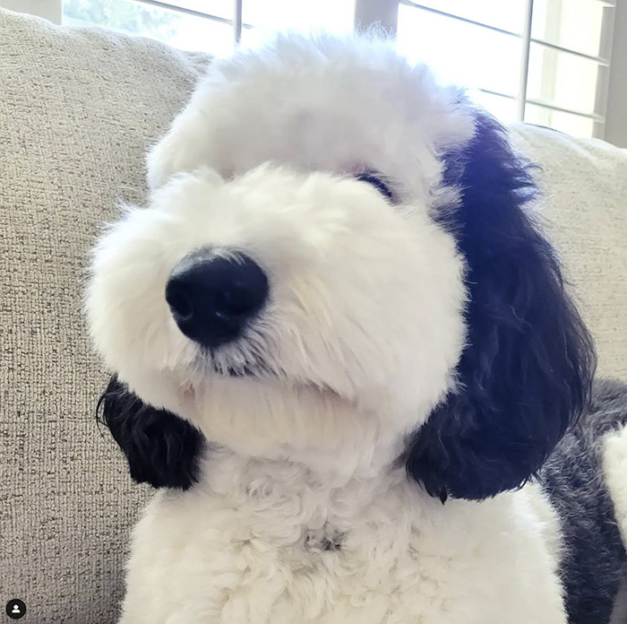 ไวรัล เบย์ลี่ย์ bayley.sheepadoodle น้องหมา สุดคิวต์ เหมือน สนูปี้ Snoopy