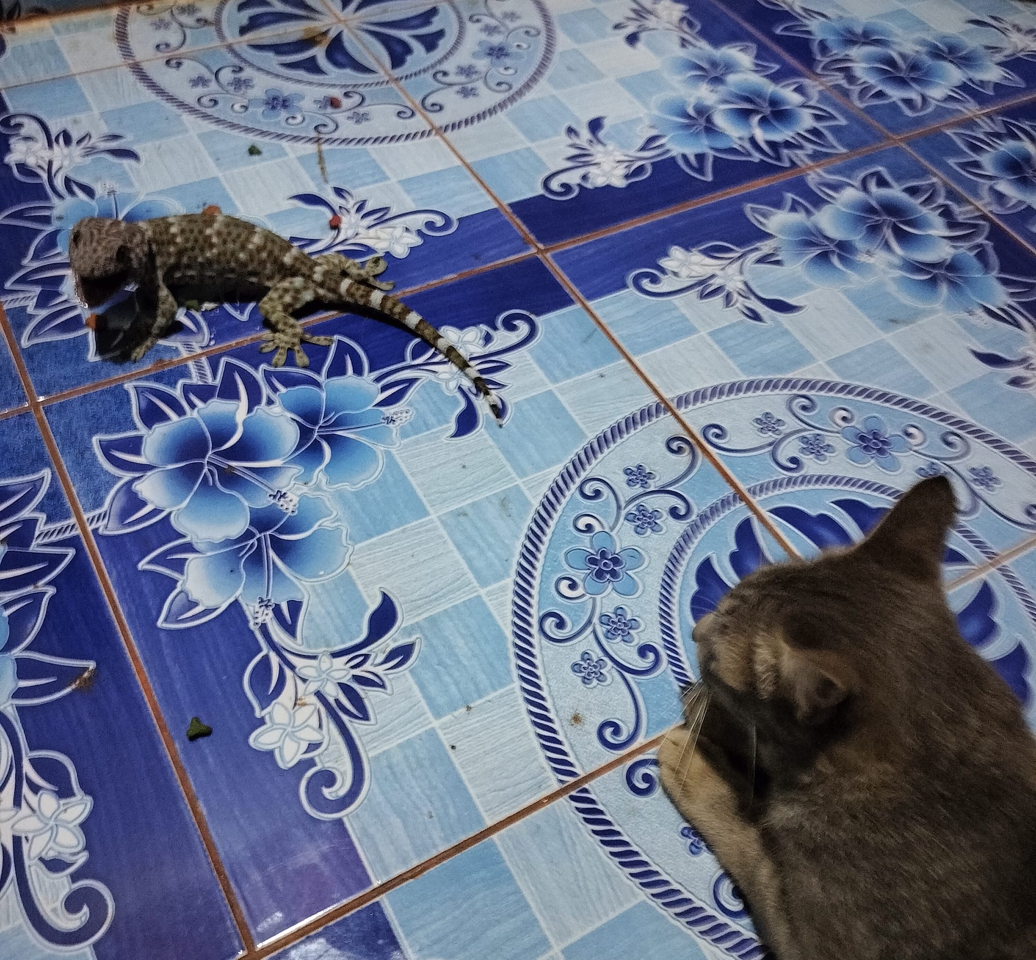 ตุ๊กแกกัดแมว