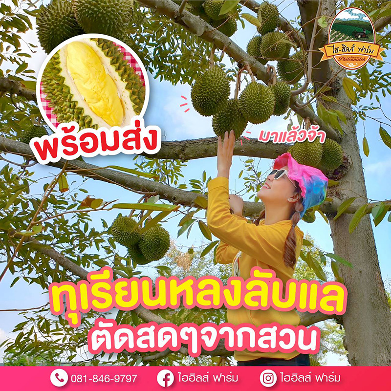 สวนทุเรียนหลงลับแล หลินลับแล