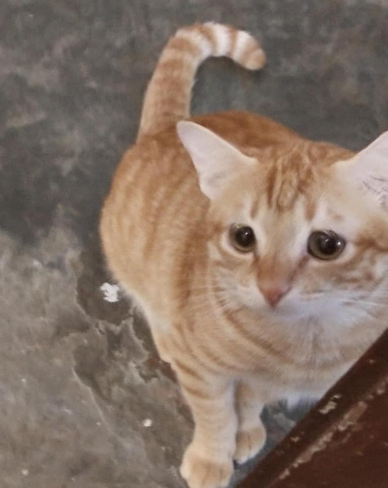 แมวเศร้า