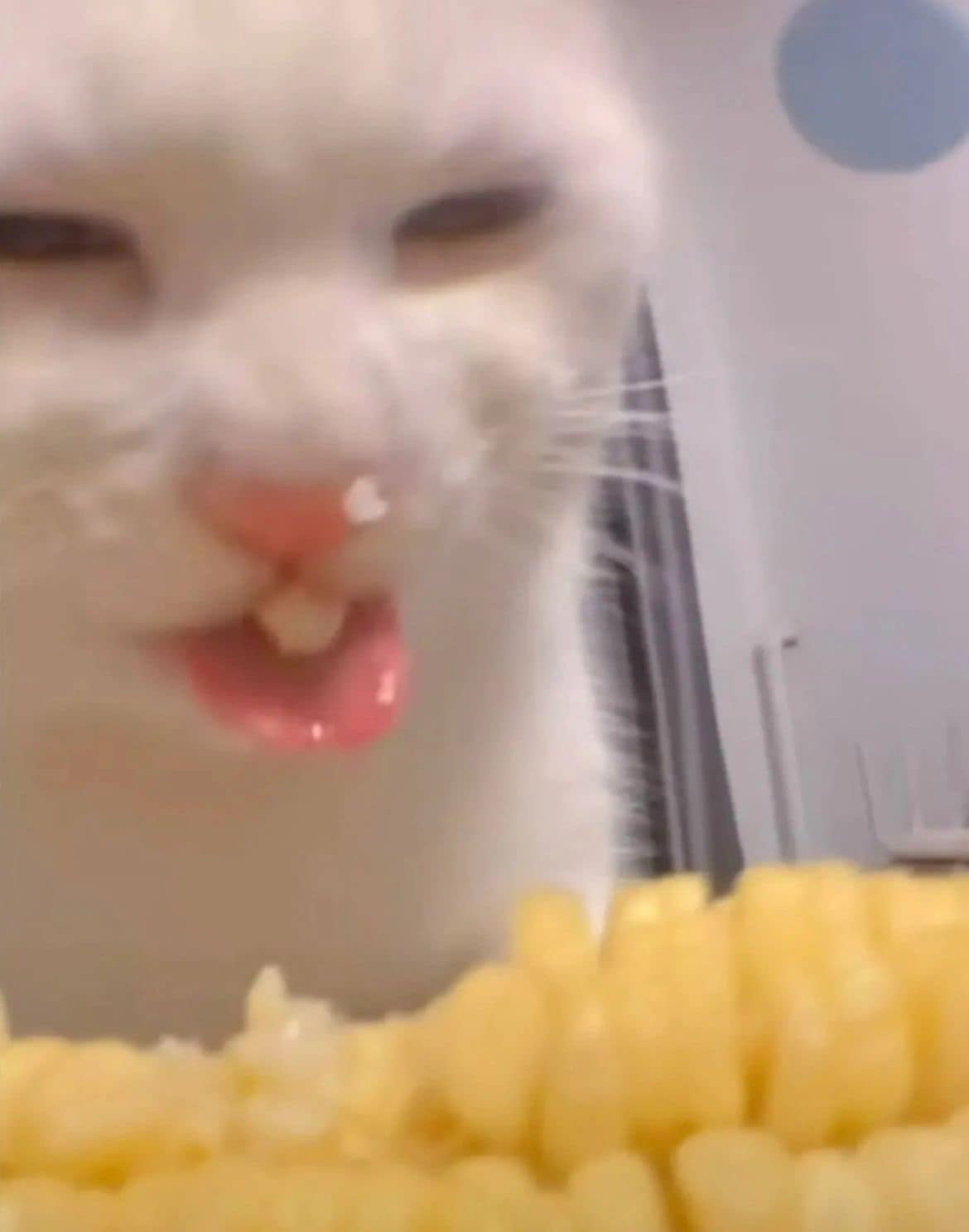 แมวกิน