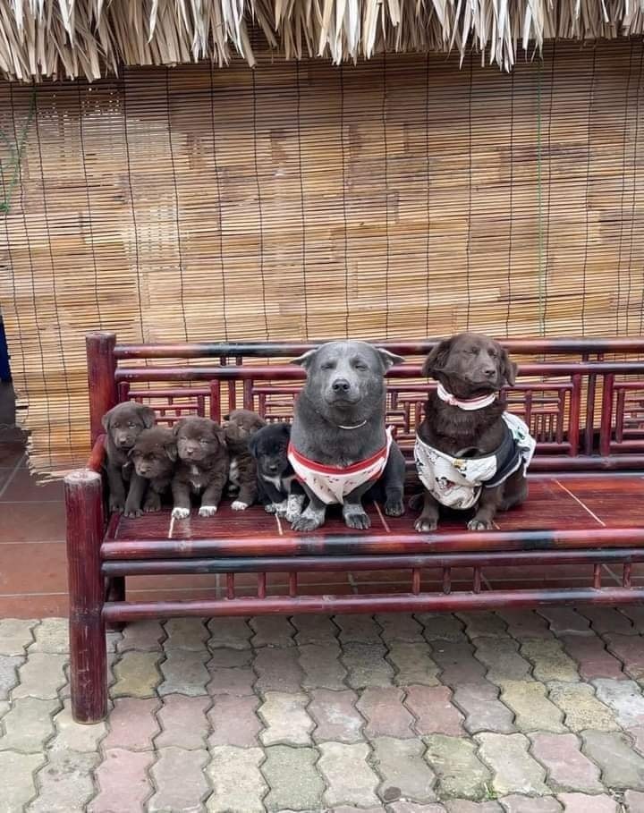 เจ้าสุย