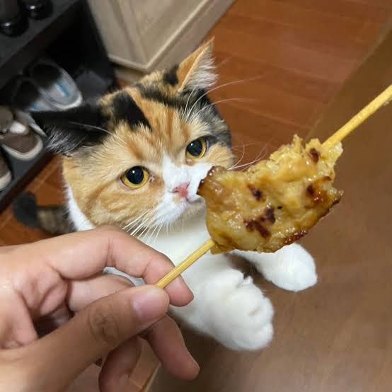 แมวหิว