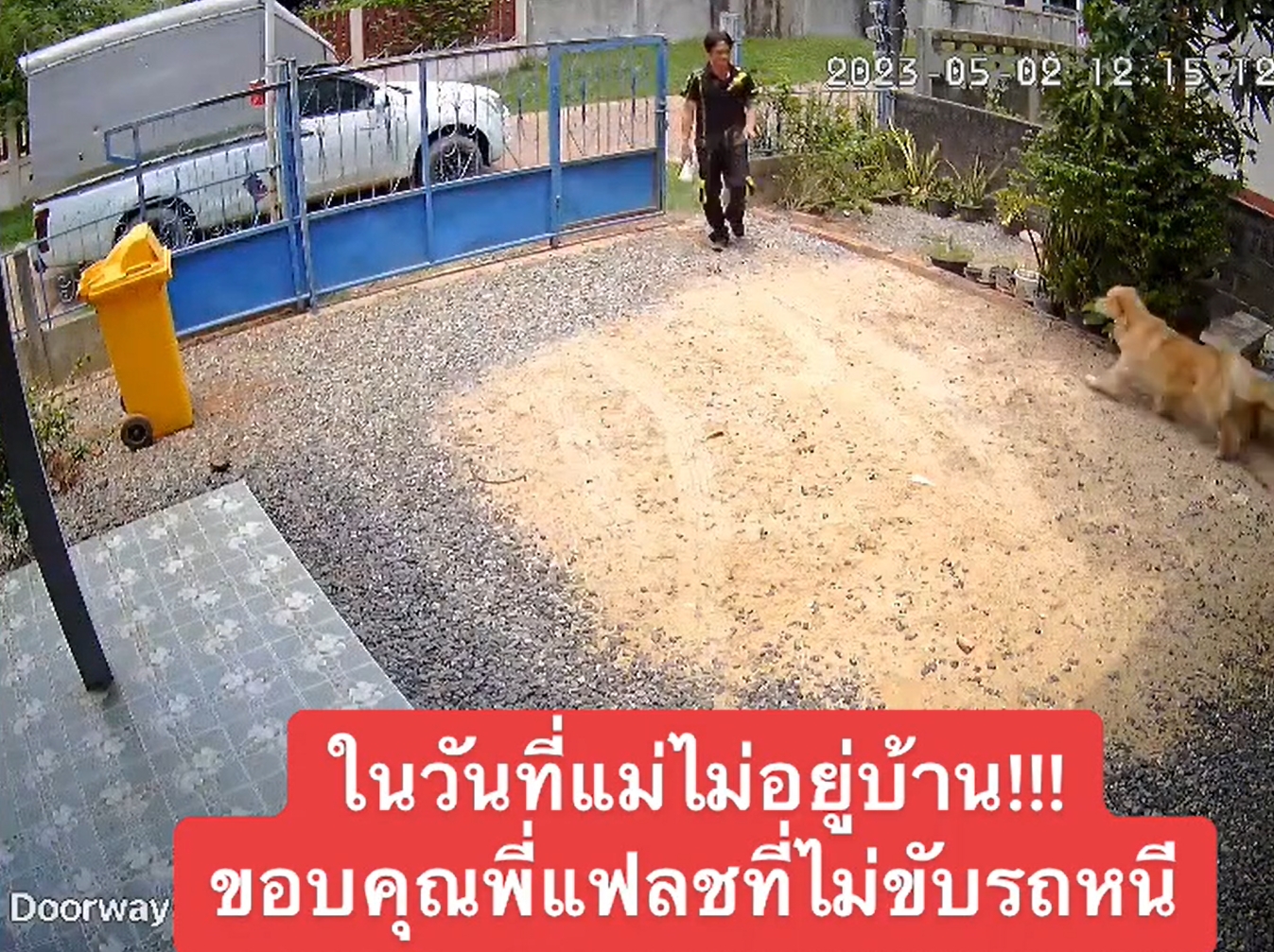 หมาโกลเด้น