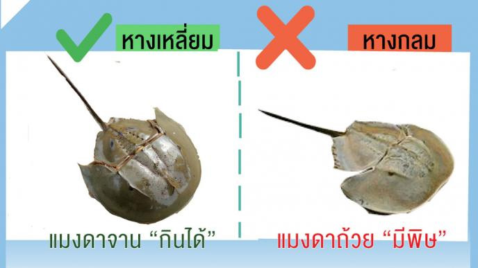 ไข่แมงดาทะเล