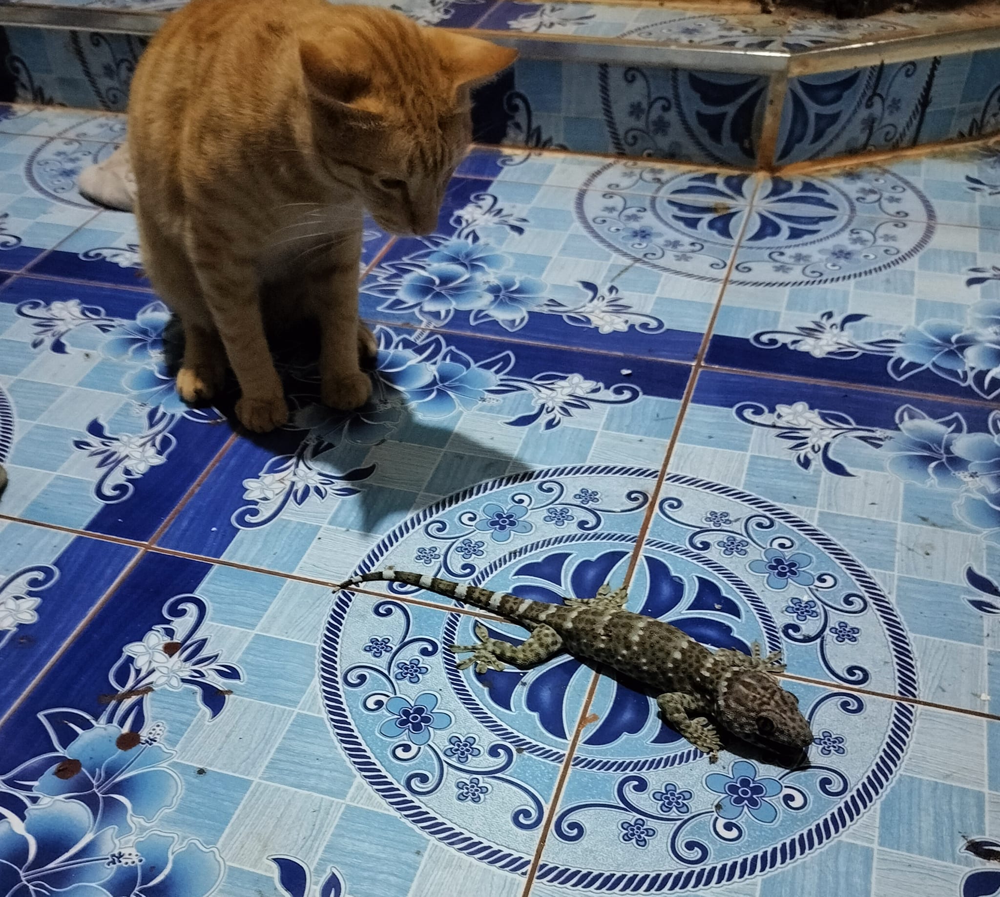 ตุ๊กแกกัดแมว
