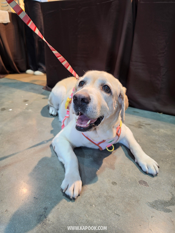 งาน Pet Expo Championship 2026