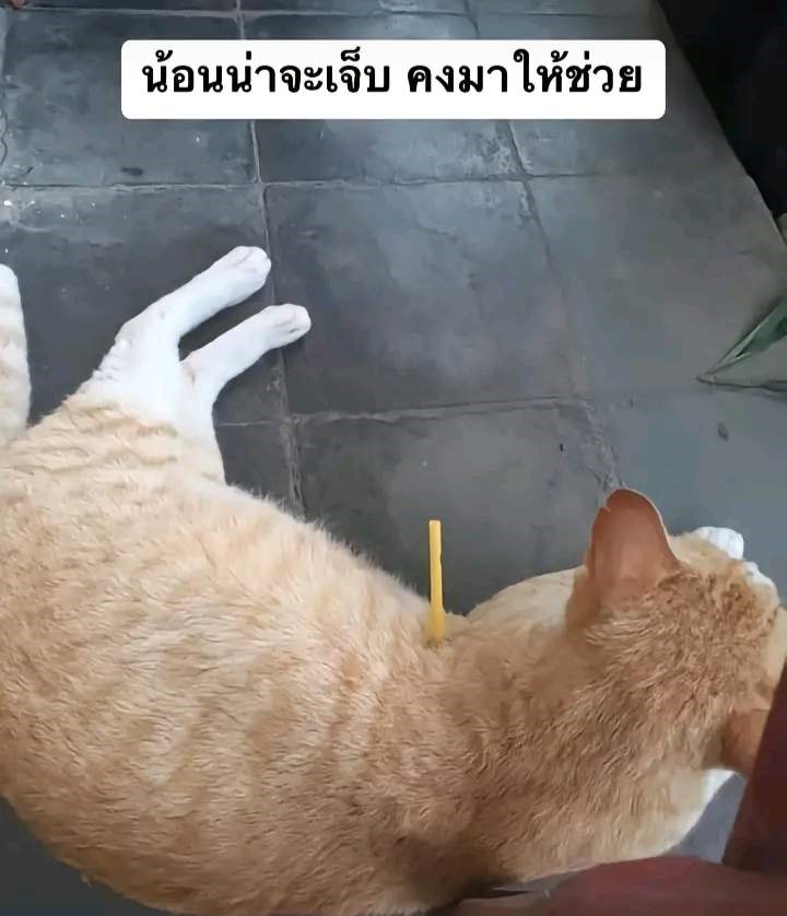แมวโดนทำร้าย