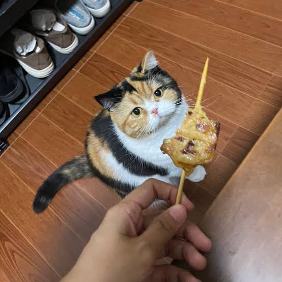แมวหิว