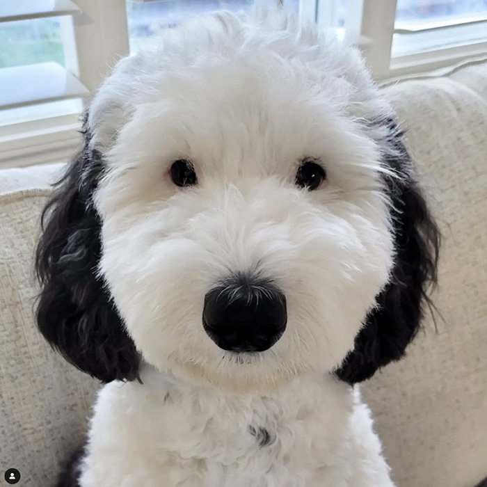 ไวรัล เบย์ลี่ย์ bayley.sheepadoodle น้องหมา สุดคิวต์ เหมือน สนูปี้ Snoopy