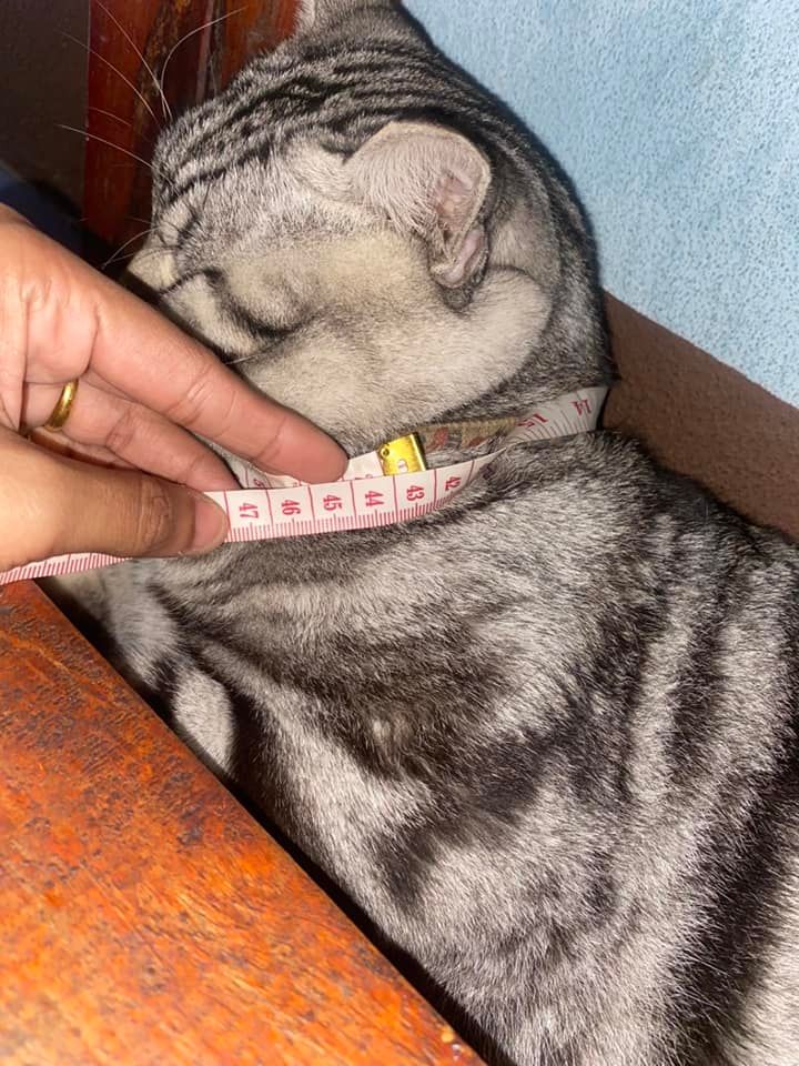ปลอกคอแมว