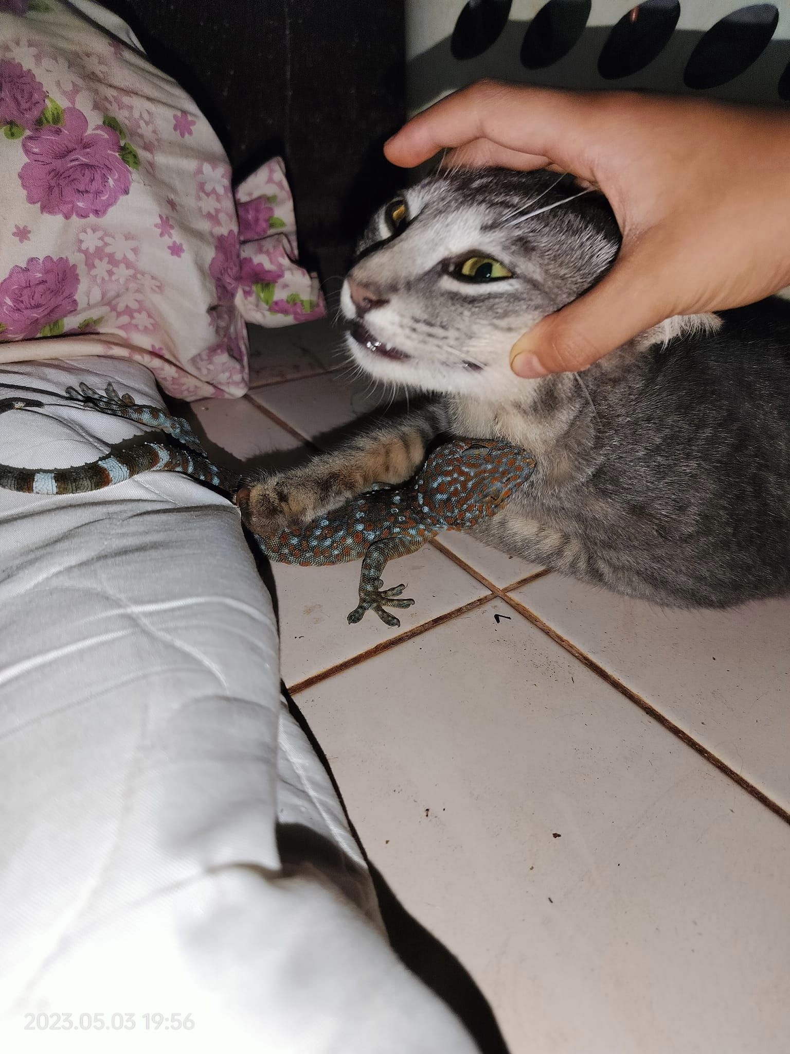 ตุ๊กแกกัดแมว