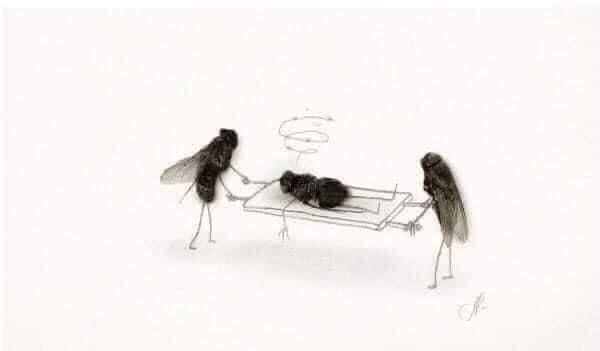 ซากแมลงวัน