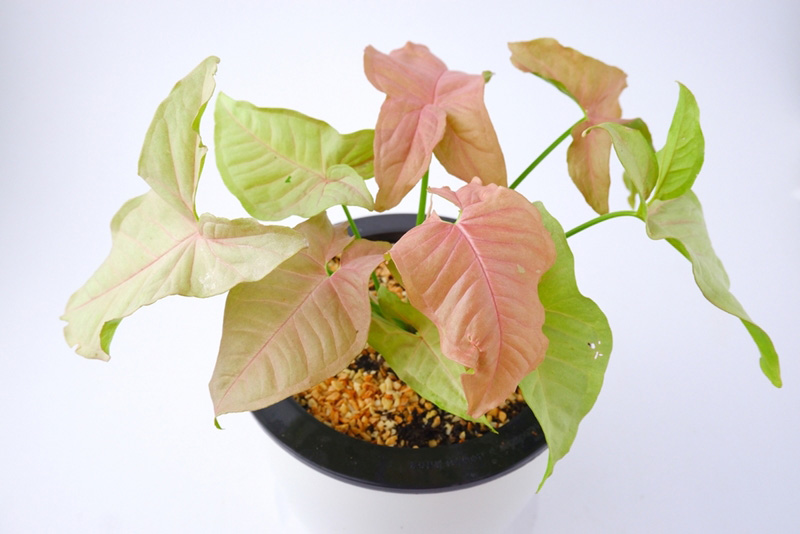ต้นเงินไหลมา Syngonium