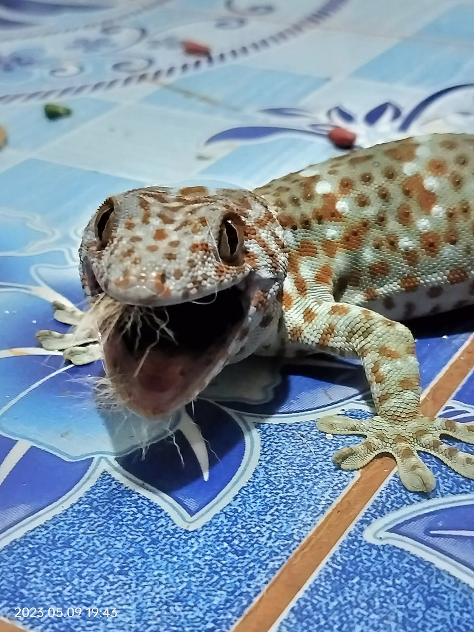 ตุ๊กแกกัดแมว
