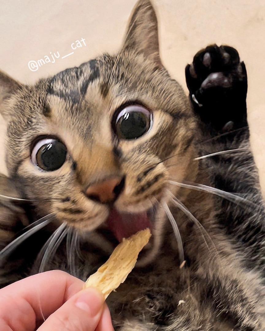 แมวหิว