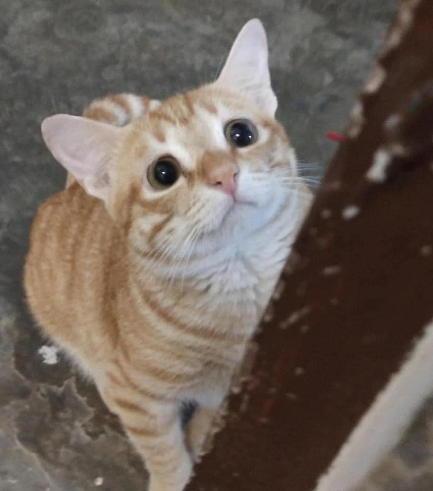 แมวเศร้า