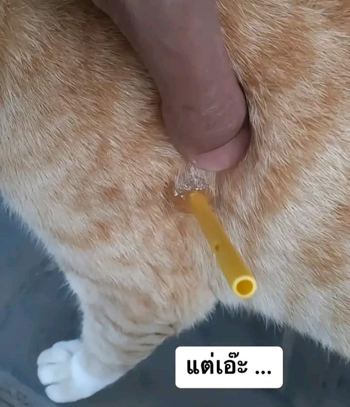 แมวโดนทำร้าย