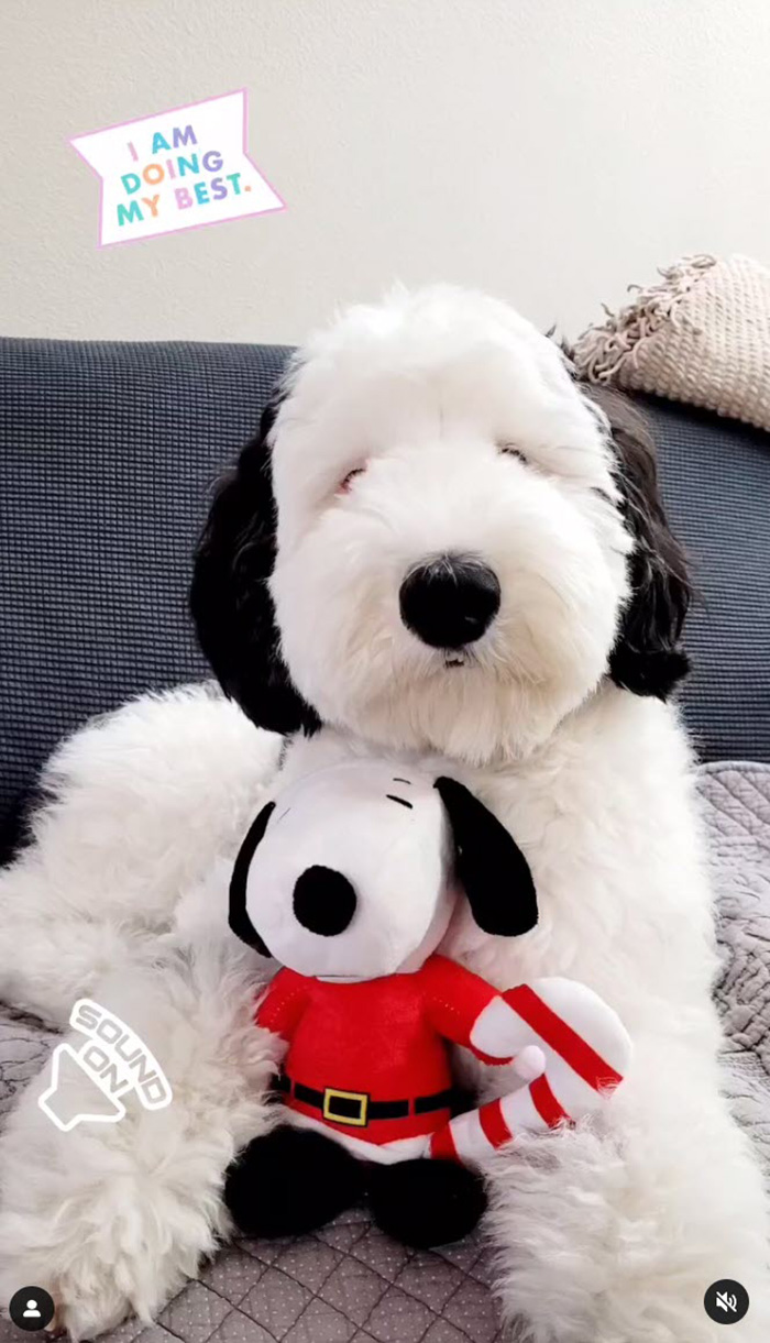 ไวรัล เบย์ลี่ย์ bayley.sheepadoodle น้องหมา สุดคิวต์ เหมือน สนูปี้ Snoopy