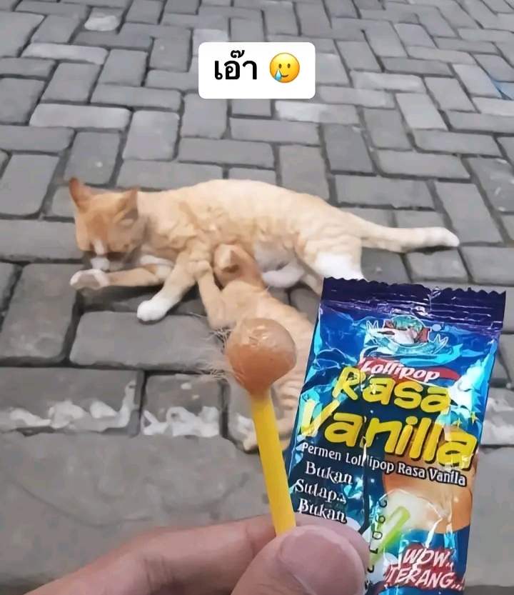 แมวโดนทำร้าย