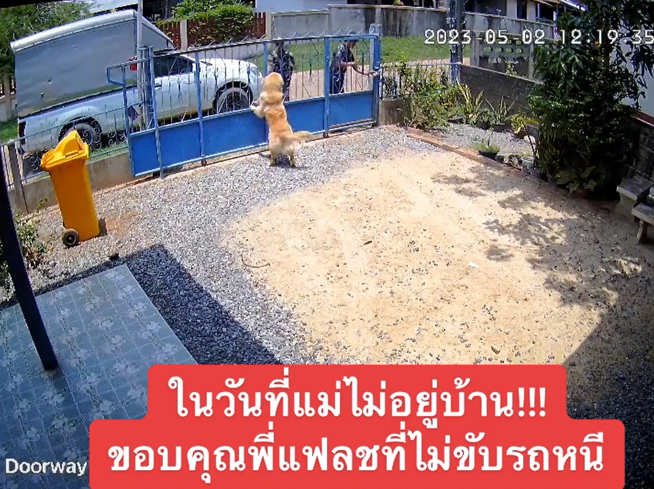 หมาโกลเด้น