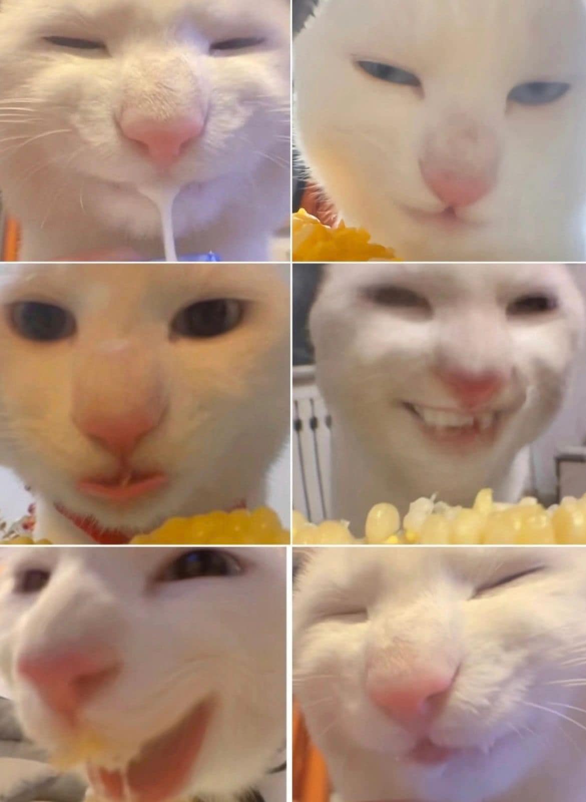 แมวกิน