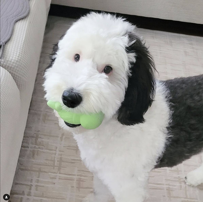 ไวรัล เบย์ลี่ย์ bayley.sheepadoodle น้องหมา สุดคิวต์ เหมือน สนูปี้ Snoopy