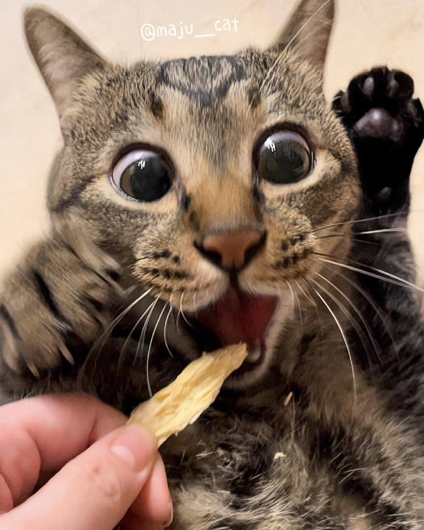 แมวหิว