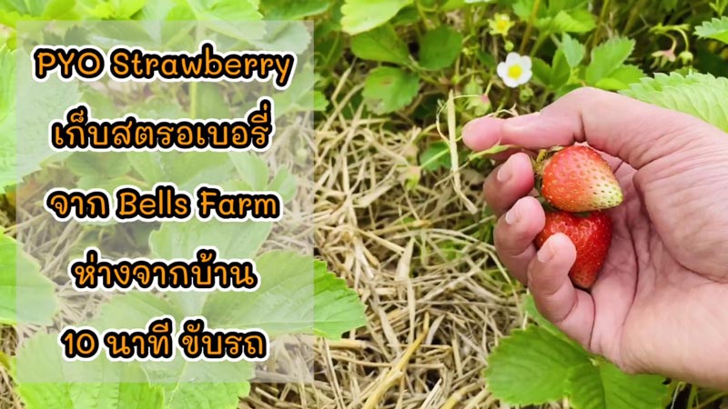 สตรอว์เบอร์รีลอยแก้ว