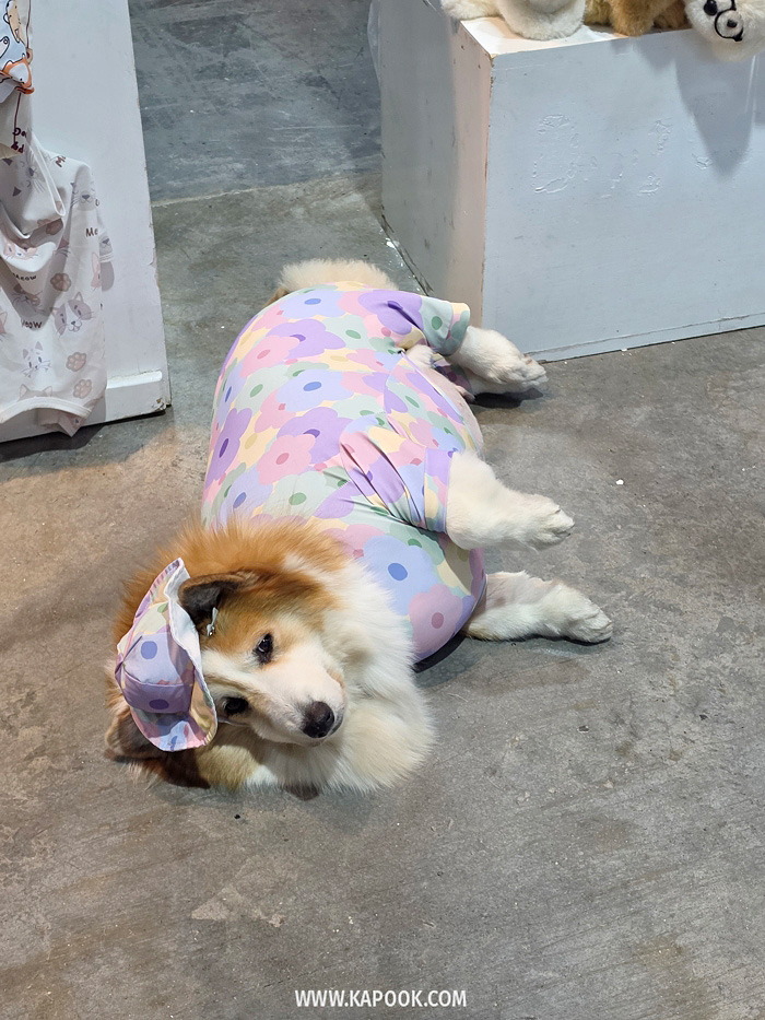 งาน Pet Expo Championship 2026