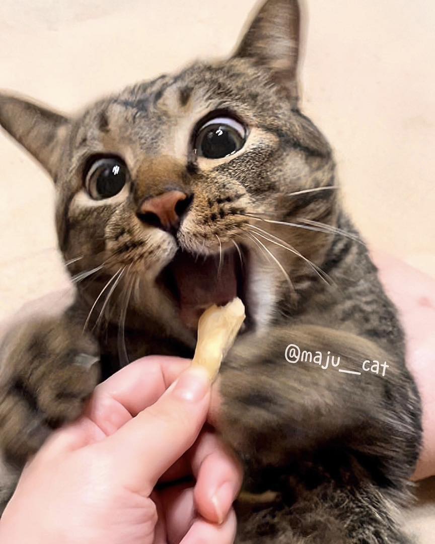 แมวหิว