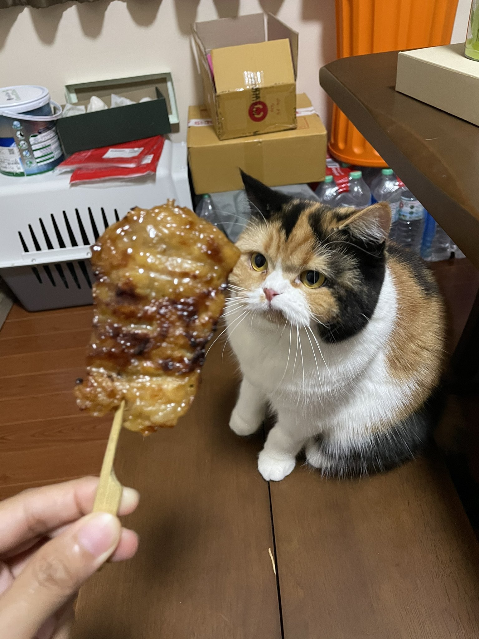 แมวหิว