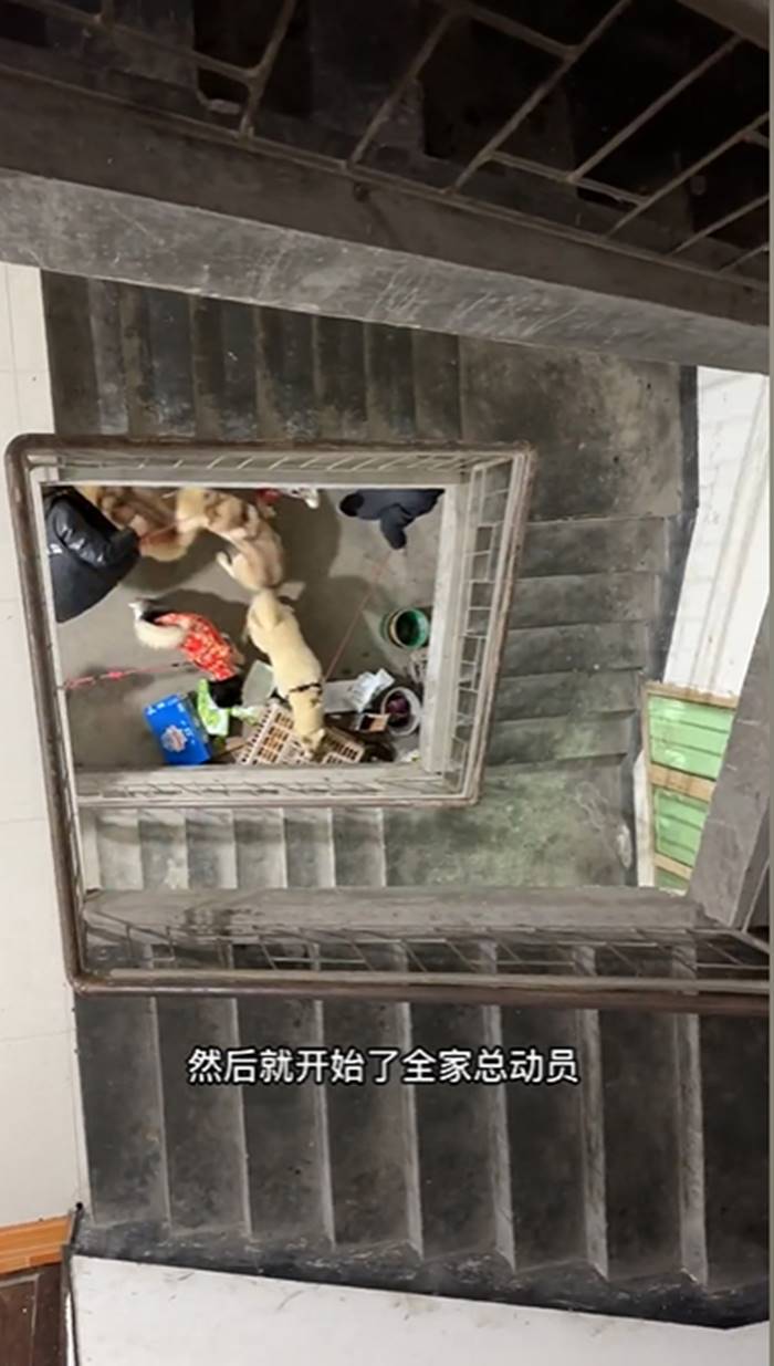 สุนัขฮัสกี้