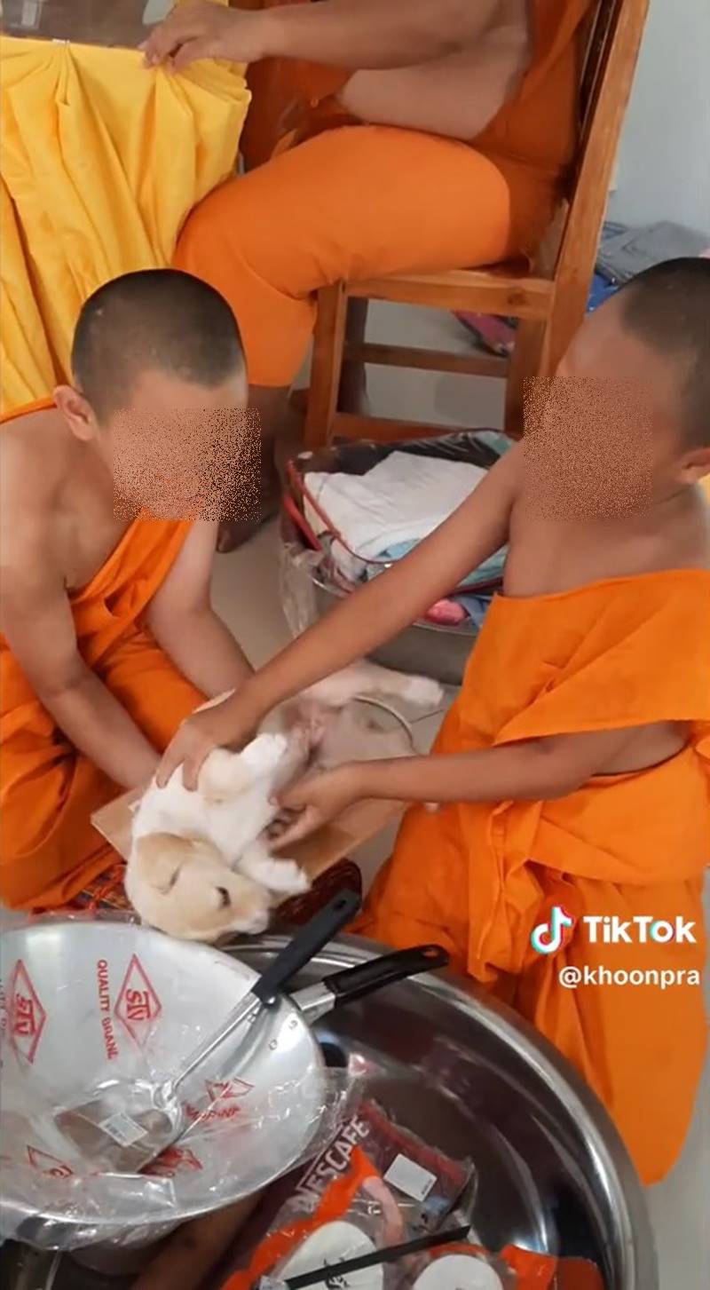 เณรผัดกะเพราหมา