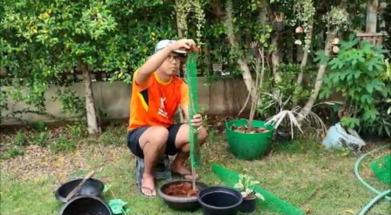 เสาหลักกาบมะพร้าว