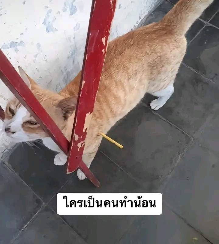 แมวโดนทำร้าย
