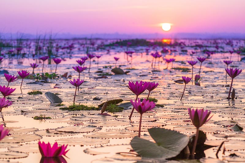 ทะเลบัวแดง อุดรธานี