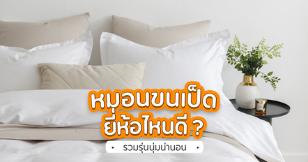 หมอนขนเป็ด ยี่ห้อไหนดี ? รวม 8 รุ่นน่าสนใจ สำหรับคนชอบหมอนฟู ๆ