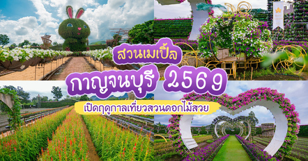 สวนเมเปิ้ล กาญจนบุรี 2569 เปิดฤดูกาลใหม่ เดินชมสวนดอกไม้ ถ่ายรูปเพลิน